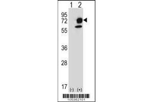 Western blot analysis of ITPKB using rabbit polyclonal ITPKB Antibody (R38) using 293 cell lysates (2 ug/lane) either nontransfected (Lane 1) or transiently transfected (Lane 2) with the ITPKB gene.