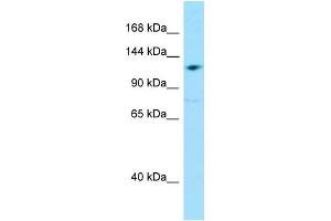 WB Suggested Anti-GRID2IP Antibody Titration: 1. (GRID2IP anticorps  (Middle Region))