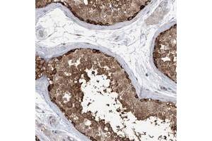 Immunohistochemical staining of human testis with KAAG1 polyclonal antibody  shows strong positivity in a subset of cells in seminiferus ducts at 1:50-1:200 dilution. (KAAG1 anticorps)
