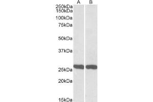 ABIN571207 (0. (UCHL1 anticorps  (AA 211-221))