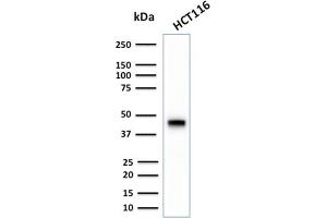 Western Blot Analysis of human HCT116 cell lysate using CK18 Rabbit Recombinant Monoclonal Antibody (KRT18/2808R). (Recombinant Cytokeratin 18 anticorps)