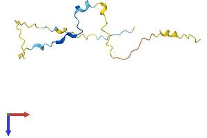 AlphaFold protein structure predicition of Mouse Recombinant Pclaf Protein, UniprotID Q9CQX4