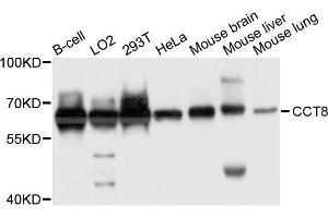 Western blot analysis of extract of various cells, using CCT8 antibody. (CCT8 anticorps)