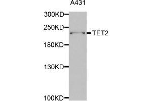 Western Blotting (WB) image for anti-Tet Methylcytosine Dioxygenase 2 (TET2) antibody (ABIN1876883)