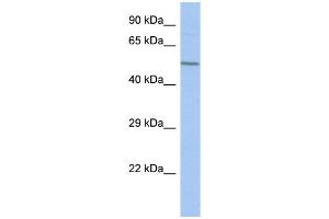 WB Suggested Anti-FBXO39 Antibody Titration: 0. (FBXO39 anticorps  (Middle Region))