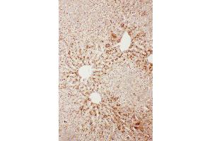Anti-Serum Amyloid P Picoband antibody,  IHC(P): Rat Liver Tissue (APCS anticorps  (AA 21-228))