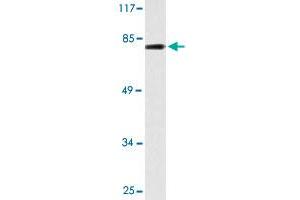 Western blot analysis of HeLa cell lysate with BACH1 polyclonal antibody . (BACH1 anticorps  (AA 131-180))