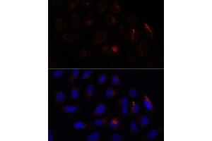 Immunofluorescence analysis of U-2 OS cells using CHP1 antibody (ABIN7266008) at dilution of 1:100.
