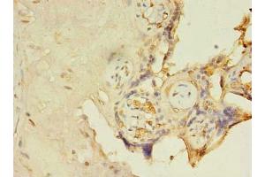 Immunohistochemistry of paraffin-embedded human placenta tissue using ABIN7156199 at dilution of 1:100 (FAM105A anticorps  (AA 81-356))