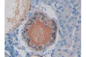 Detection of EDN1 in Mouse Kidney Tissue using Polyclonal Antibody to Endothelin 1 (EDN1)