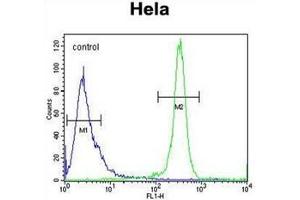 Flow cytometric analysis of Hela cells using RAB6IP1 / DENND5A Antibody (Center) Cat. (DENND5A anticorps  (Middle Region))
