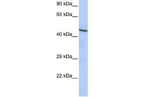 CCDC16 antibody used at 1.