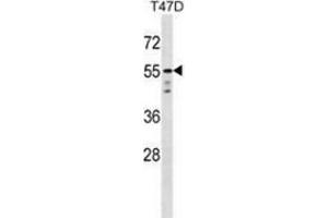 Western blot analysis in T47D cell line lysates (35ug/lane) using AKT1 / PKB  Antibody (C-term). (AKT1 anticorps  (C-Term))