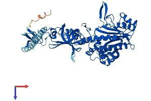 AlphaFold protein structure predicition of Mouse Recombinant Nars1 Protein, UniprotID Q8BP47