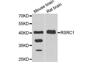 Western blot analysis of extracts of mouse brain and rat brain cell lines, using RSRC1 antibody. (RSRC1 anticorps)