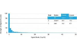 Analysis of Protein Array containing more than 19,000 full-length human proteins using GCDFP-15 (PIP) Mouse Monoclonal Antibody (PIP/1571) Z- and S- Score: The Z-score represents the strength of a signal that a monoclonal antibody (MAb) (in combination with a fluorescently-tagged anti-IgG secondary antibody) produces when binding to a particular protein on the HuProtTM array. (PIP anticorps  (AA 41-146))