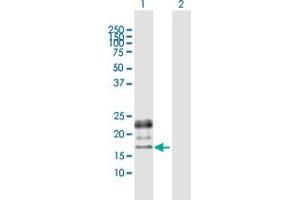Western Blot analysis of PGF expression in transfected 293T cell line by PGF MaxPab polyclonal antibody. (PLGF anticorps  (AA 1-170))