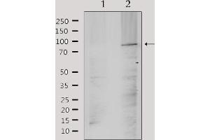 Western blot analysis of extracts from mouse brain, using TM16J Antibody. (ANO9 anticorps  (Internal Region))