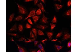 Immunofluorescence analysis of C6 cells using NDUFA4L2 Polyclonal Antibody at dilution of 1:100. (NDUFA4L2 anticorps)