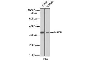 Western blot analysis of extracts of HeLa cells, using GAPDH antibody as the primary antibody. (Chèvre anti-Souris IgG Anticorps (HRP))