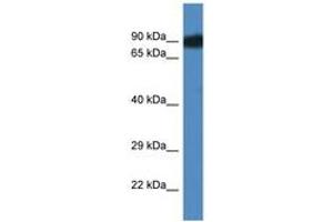Image no. 1 for anti-SCY1-Like 3 (SCYL3) (AA 503-552) antibody (ABIN6746533) (SCYL3 anticorps  (AA 503-552))
