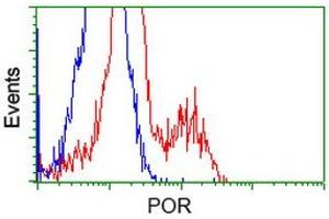Image no. 2 for anti-P450 (Cytochrome) Oxidoreductase (POR) antibody (ABIN1497744) (POR anticorps)