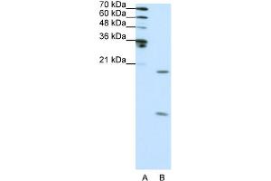WB Suggested Anti-SNRPF Antibody Titration:  0. (SNRPF anticorps  (N-Term))