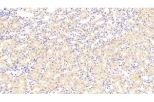 Detection of ARG in Rat Kidney Tissue using Polyclonal Antibody to Arginase (ARG)