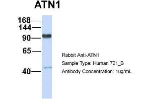 Host: Rabbit Target Name: ATN1 Sample Type: 721_B Antibody Dilution: 1. (Atrophin 1 anticorps  (N-Term))