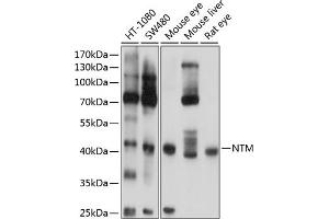 Western blot analysis of extracts of various cell lines, using NTM antibody (ABIN6129062, ABIN6144897, ABIN6144898 and ABIN6224849) at 1:1000 dilution. (Neurotrimin anticorps  (AA 30-316))
