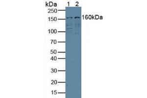 Figure. (EIF6 anticorps  (AA 622-848))