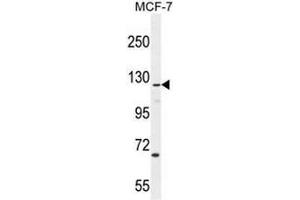 CASKIN2 Antibody (Center) western blot analysis in MCF-7 cell line lysates (35µg/lane). (CASKIN2 anticorps  (Middle Region))