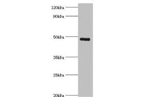 Western blot All lanes: KCNN4 antibody at 8 μg/mL + human serum Secondary Goat polyclonal to rabbit IgG at 1/10000 dilution Predicted band size: 48 kDa Observed band size: 48 kDa