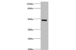 Western blot All lanes: KCNN4 antibody at 8 μg/mL + human serum Secondary Goat polyclonal to rabbit IgG at 1/10000 dilution Predicted band size: 48 kDa Observed band size: 48 kDa (KCNN4 anticorps  (AA 288-427))