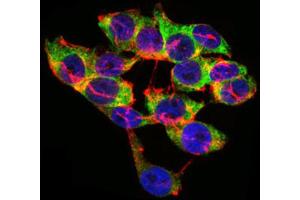 Immunocytochemistry (ICC) image for anti-Lipoprotein (Lp(a)) (AA 4330-4521) antibody (ABIN1845714) (Lp(a) anticorps  (AA 4330-4521))