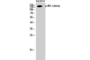 Western Blot (WB) analysis of SH-SY5Y cells using Phospho-IRS-1 (S636) Polyclonal Antibody. (IRS1 anticorps  (pSer636))