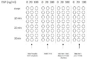 Example of how to seed cells for cell-based assay