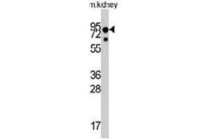 Western blot analysis of NTRK1 polyclonal antibody  in mouse liver tissue lysates (35 ug/lane). (TRKA anticorps  (Internal Region))