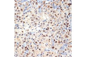 Immunohistochemistry of paraffin-embedded rat ovary using CDC40 Rabbit mAb (ABIN7266255) at dilution of 1:100 (40x lens). (CDC40 anticorps)
