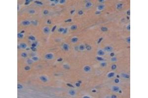 IHC-P analysis of Mouse Tissue, with DAB staining. (IFNA8 anticorps  (AA 24-189))