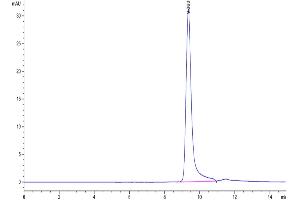 The purity of Human Azurocidin is greater than 95 % as determined by SEC-HPLC. (Azurocidin Protein (AA 27-250) (His tag))