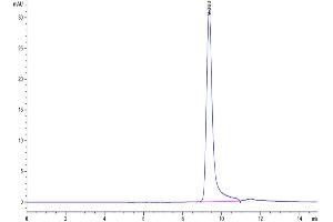 The purity of Human Azurocidin is greater than 95 % as determined by SEC-HPLC.