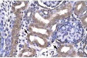 Human kidney; KIN antibody - middle region in Human kidney cells using Immunohistochemistry (KIN anticorps  (Middle Region))