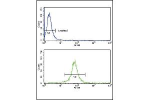 Flow cytometry analysis of MDA-MB231 cells (bottom histogram) compared to a negative control cell (top histogram). (KIR2DL4/CD158d anticorps  (C-Term))