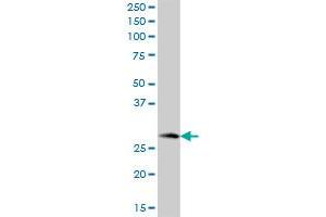 MAWBP MaxPab polyclonal antibody.