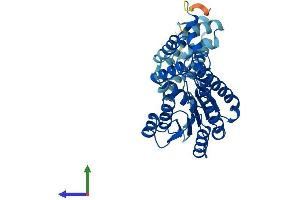 AlphaFold protein structure predicition of Mouse Recombinant Hsd11b2 Protein, UniprotID P51661