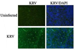 Image kindly submitted by Dr. (Krv-Vp1/Krv-Vp2 (AA 501-582) anticorps)