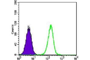 Flow cytometric analysis of A549 cells using anti-TCF3 mAb (green) and negative control (purple).