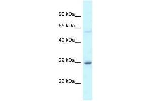 Western Blot showing EIF6 antibody used at a concentration of 1 ug/ml against Fetal Liver Lysate (EIF6 anticorps  (C-Term))