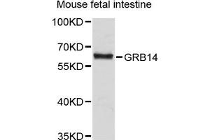 Western blot analysis of extracts of human fetal intestine, using GRB14 antibody (ABIN1872884). (GRB14 anticorps)